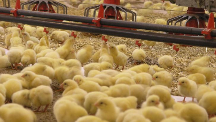  افزایش طول دوره جوجه‌ریزی میزان تولید گوشت مرغ را ۳۰درصد کاهش می‌دهد