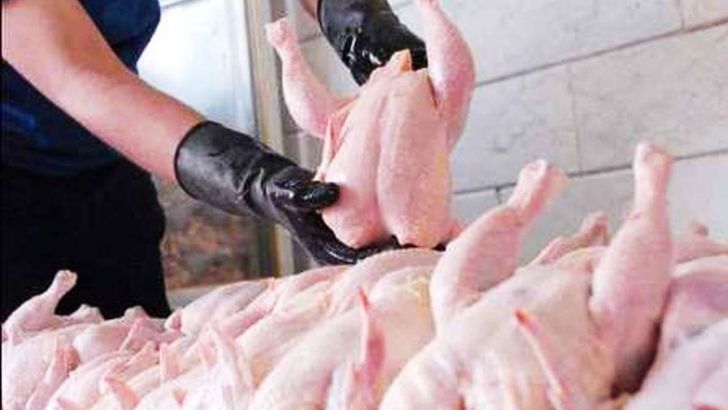 کاهش التهابات بازار مرغ با افزایش میزان جوجه‌ریزی