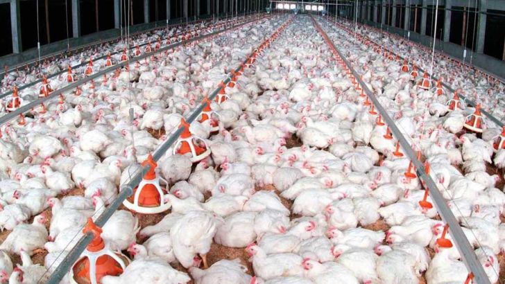 تولید مرغ در خراسان رضوی افزایش می‌یابد