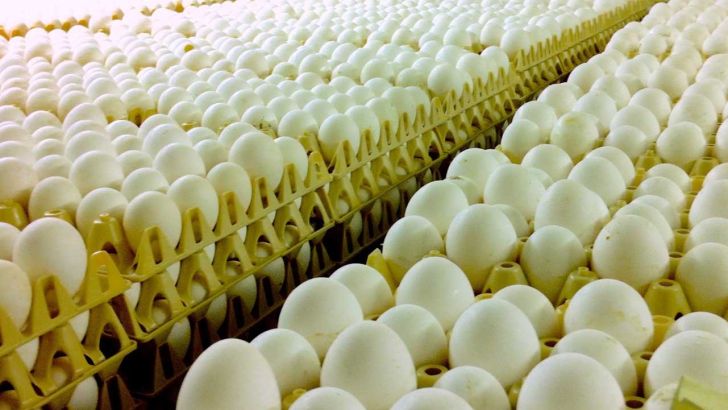 فروش آنلاین تخم‌ مرغ در اصفهان انجام خواهد شد