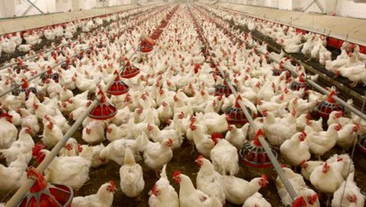 تولید ۳۰ هزار تُن گوشت در مرغداریهای خراسان جنوبی