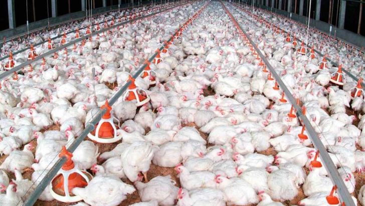 حمایت از طرح های خودکفایی تولید مرغ در البرز