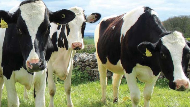 اهمیت سلامت دام بر روی تولید مثل در گلۀ گاو شیری 
