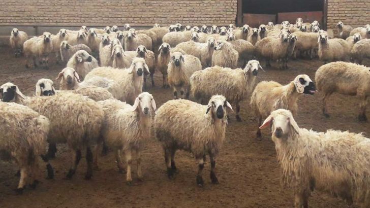 گلایه‌های دامداران دام سبک از وضعیت تامین نهاده ها