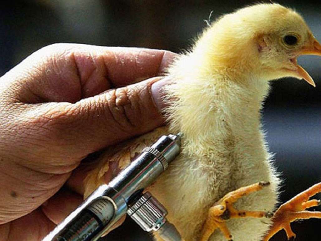 رشد و توسعۀ واکسیناسیون