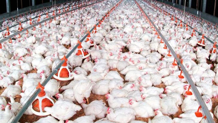 خطرآنفلوانزای پرندگان در کمین مرغداری‌های صنعتی مازندران
