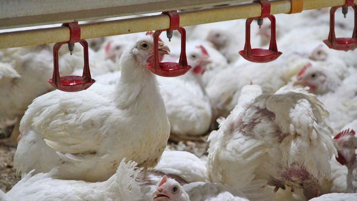 درخواست مرغداران برای توقف توزیع مرغ منجمد 