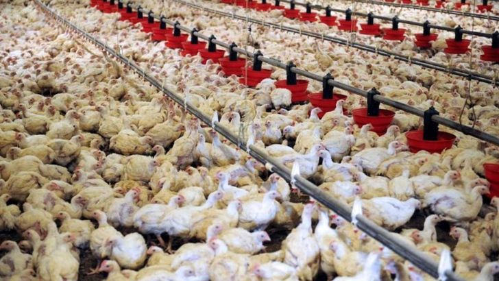  فروش مرغ به زیر نرخ مصوب در واحدهای صنفی