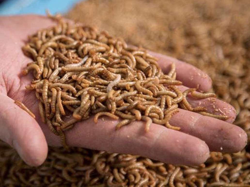 انگلیس؛  استفاده از حشرات به جای سویا در خوراک طیور