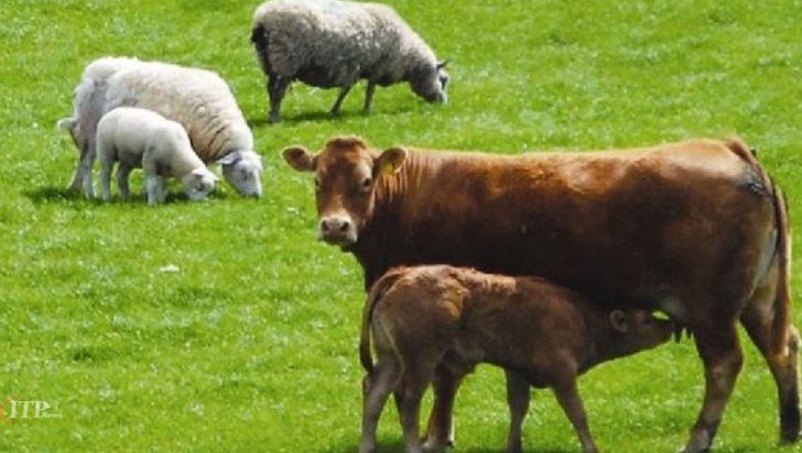 اقدام دولت سیزدهم برای کاهش هزینه تولید گوشت قرمز و شیرخام