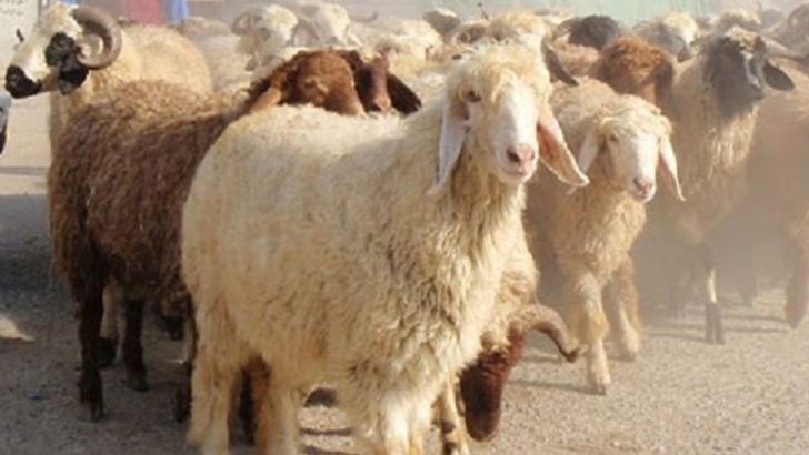 دامهای مولد کیلویی چند از دامدار خریداری می شوند؟