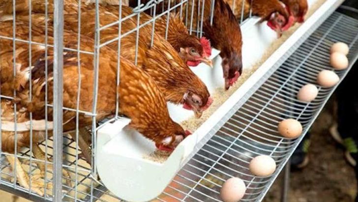 کاهش جوجه ریزی در مرغ‌های تخم‌گذار