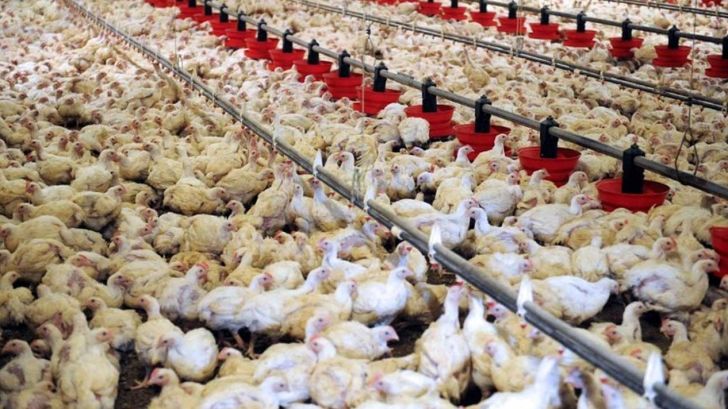 مزرعه‌های صنعتی و بومی طیور اردبیل در معرض آنفلوآنزای حاد پرندگان