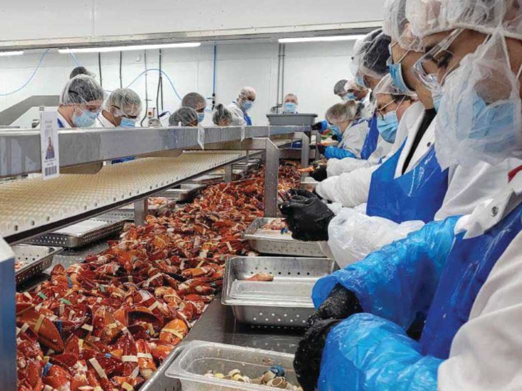 کانادا؛  استفاده از پوست خرچنگ در جیرۀ غذایی طیور