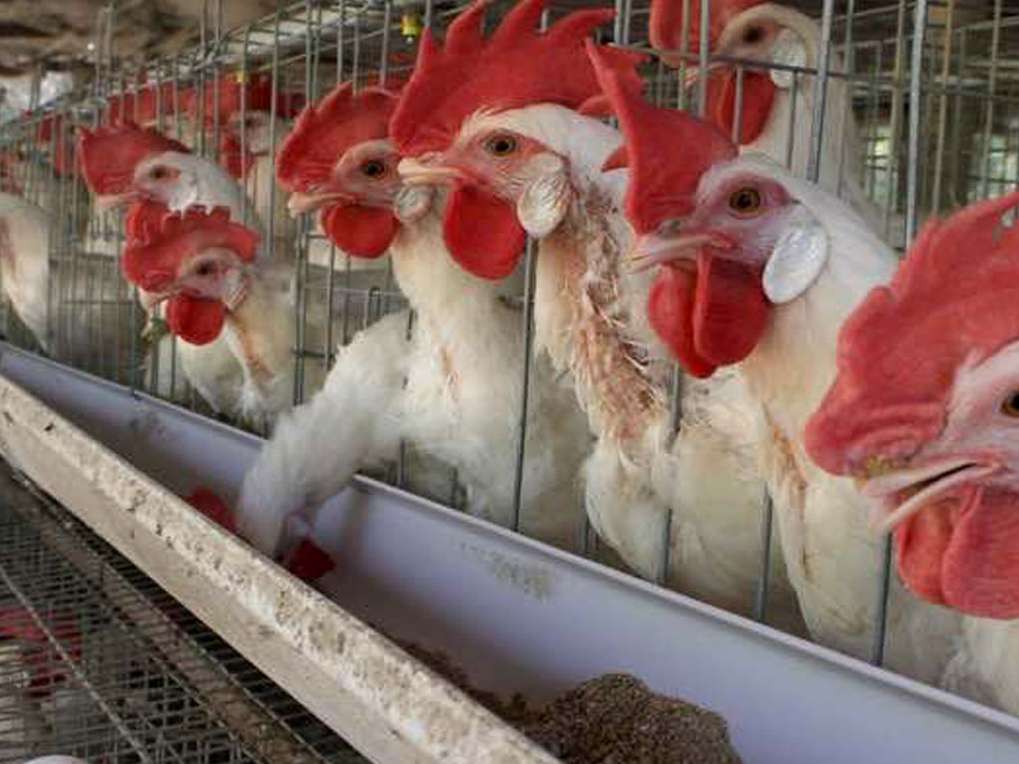 چالش تازه برای کشتار مرغ‌های تخمگذار