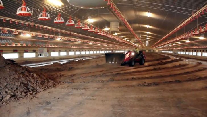 آماده سازی مرغداری و نگهداری از طیور در هوای گرم 