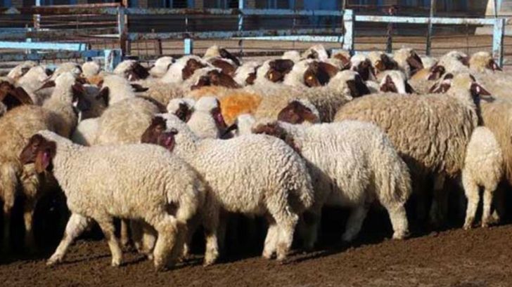 شیوه نادرست صادرات، عامل گرانی گوشت گوسفند است