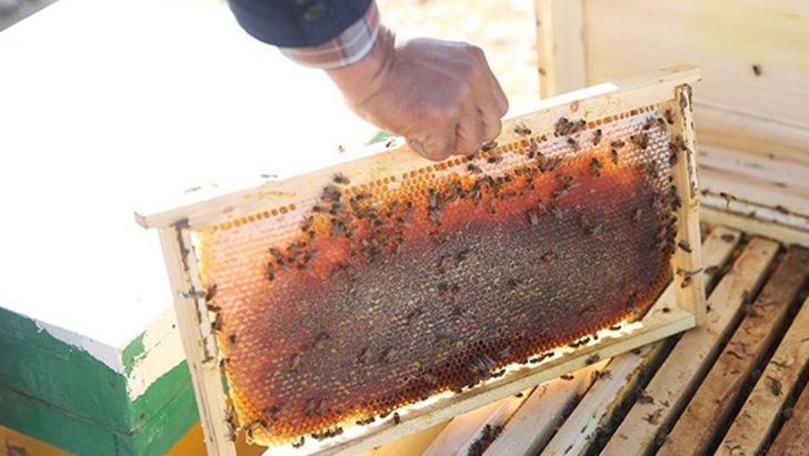  تولید عسل ۷۰ درصد کاهش یافت