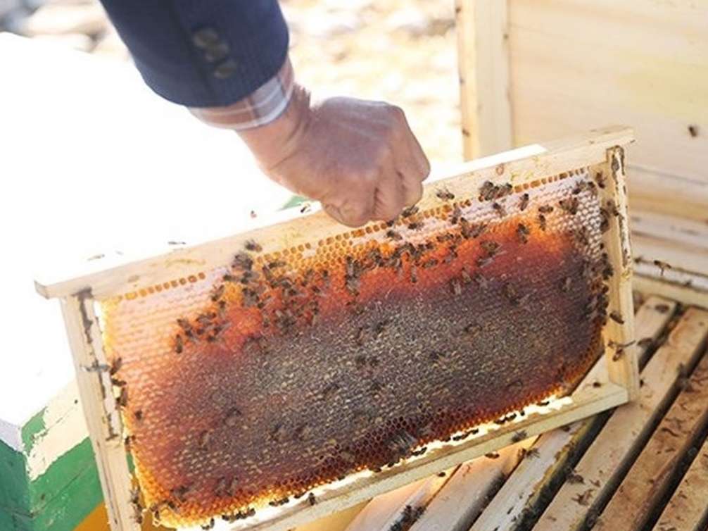  تولید عسل ۷۰ درصد کاهش یافت