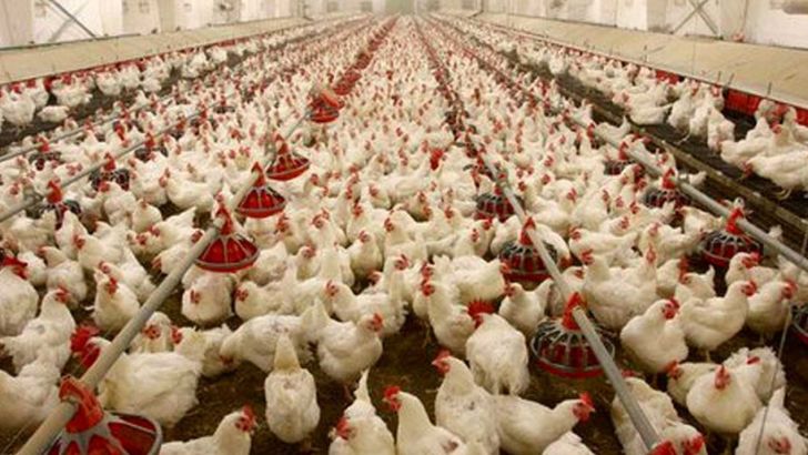فقط ۴۵ درصد قیمت مرغ را ارز دولتی تشکیل می‌دهد