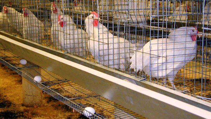 تکمیل پروژه بزرگترین زنجیره تخم مرغ آسیا