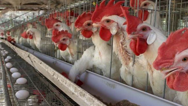 کلنگ زنی بزرگترین واحد زنجیره مرغ تخمگذار کشور در همدان