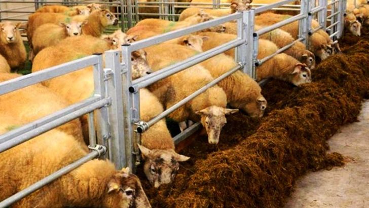  مطالعه طرح تکثیر گوسفند پربازده گوشتی تولیدمثلی کشور در جوین خراسان رضوی