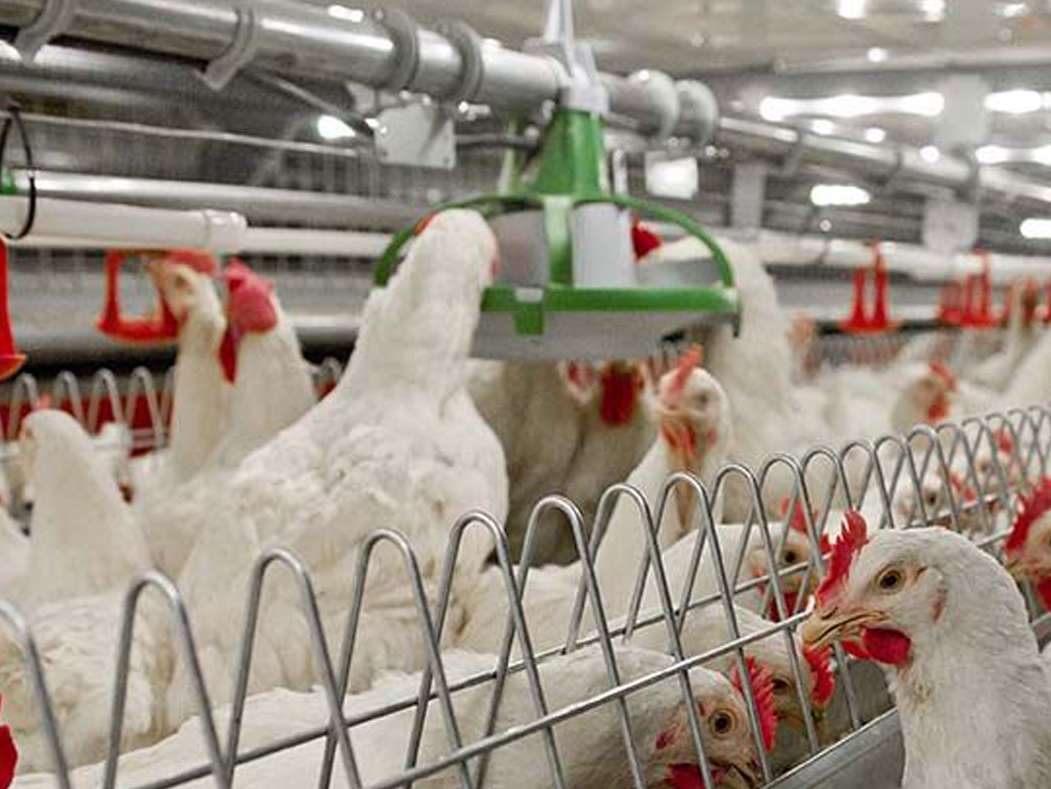 نکاتی برای تغذیه مادر گوشتی با فیدرهای زنجیره ای