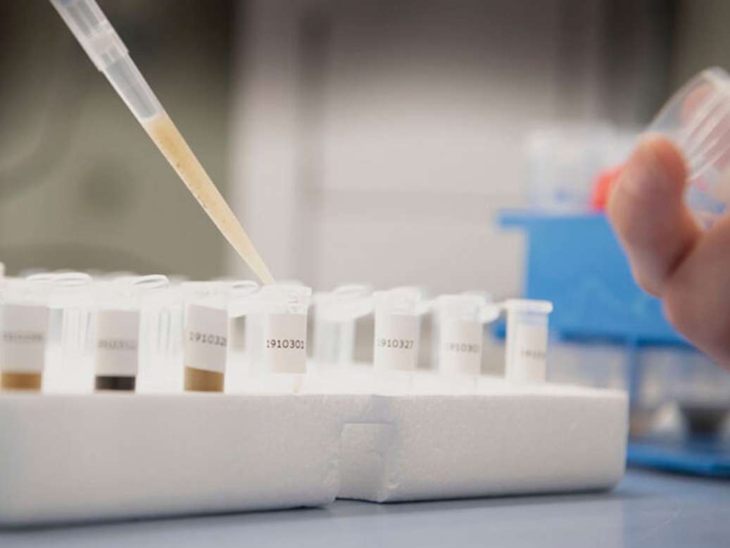 اصلاح نژاد راهی برای پایان دادن به کشتار جوجه های نر