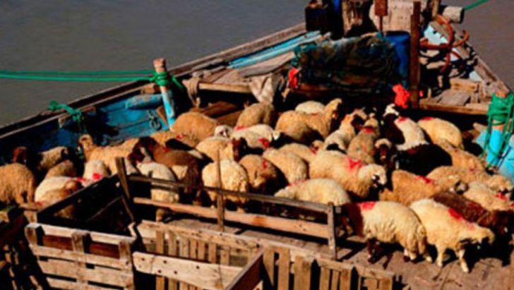 تحمیل خسارات به دامداران خوزستانی  با منع دوباره صادرات دام 