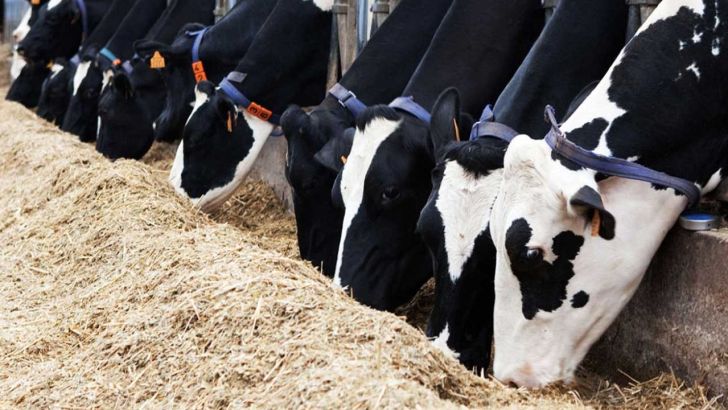 اردبیل استان پاک در بیماری‌های حاد دامی است