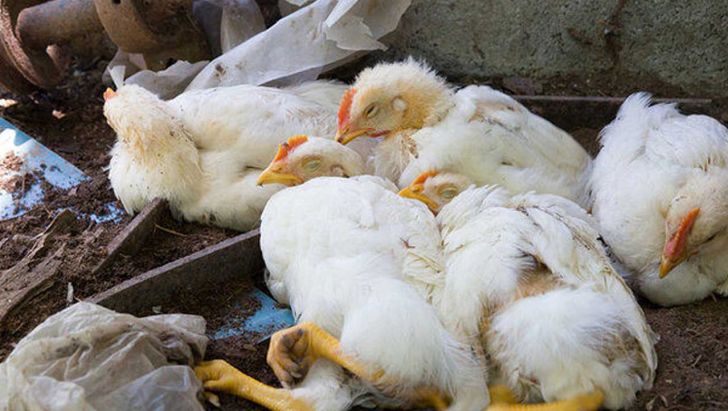 کشور عاری از بیماری آنفلوانزای فوق حاد پرندگان است