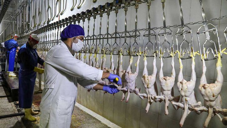 رشد 34 درصدی عرضه گوشت انواع طیور در کشتارگاه‌های رسمی کشور