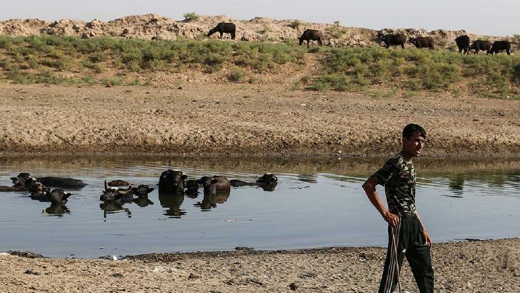  نبود علوفه کمر دامداران را شکست