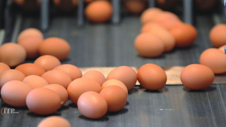 افزایش قیمت تخم مرغ به دلیل شوک حذف ارز ترجیحی
