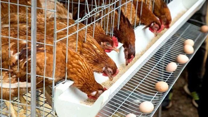سه پیشنهاد تولیدکنندگان مرغ و تخم‌مرغ درباره حذف ارز ۴۲۰۰ تومانی