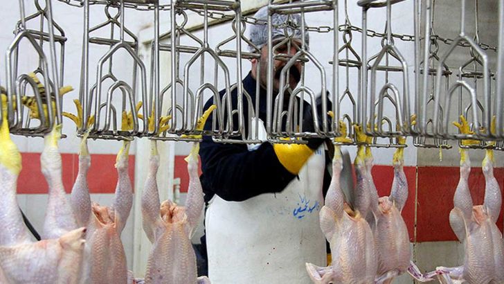 عملکرد ضعیف کشتارگاه های خوزستان در زمینه کشتار و عرضه مرغ 