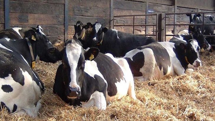استراحت بیشتر برای گاوهای خشک منجر به تولد گوساله های زندۀ بیشتر می شود!  