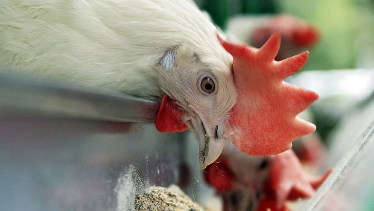 نکات کلیدی برای مدیریت آب و خوراک در مرغداری گوشتی 