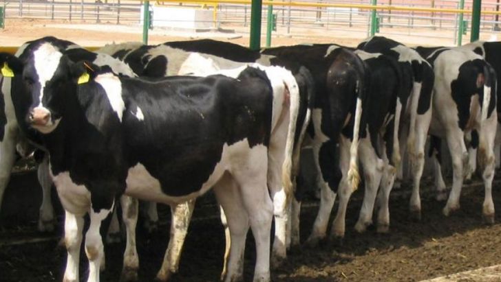 یافته های جدید در باروری گاو شیری 