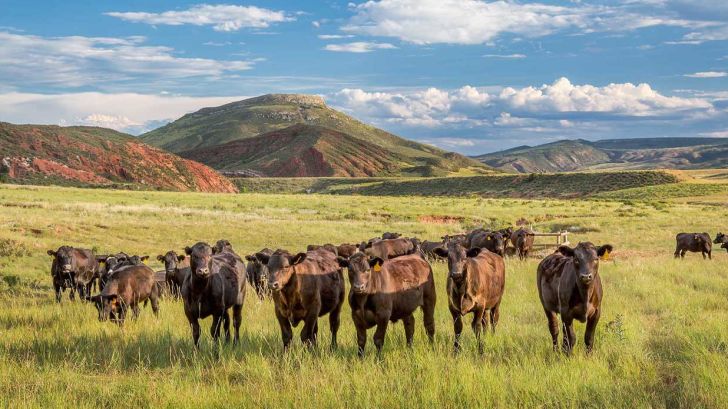 موجودی گاو گوشتی ایالات متحده  2 درصد کاهش یافت 