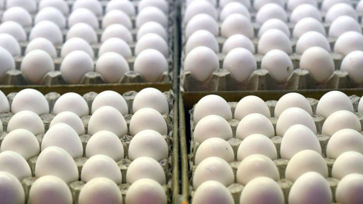 دلال بازی شبکه توزیع اجازه کاهش قیمت تخم مرغ را نمی‌دهد