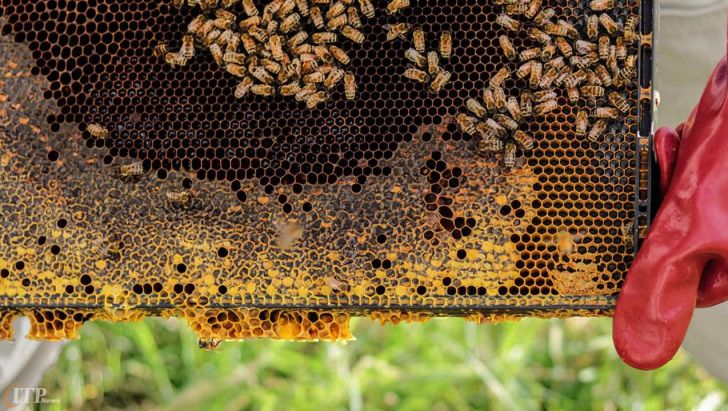 ایران به هاب صنعت زنبورداری در منطقه تبدیل می‌شود