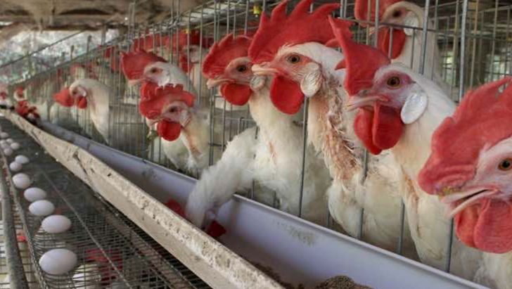 قیمت فعلی تخم مرغ برای تولیدکننده صرفه اقتصادی ندارد