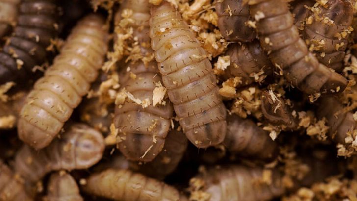 آیا حشرات یک منبع پروتئین خوراکی با دوام برای حیوانات محسوب می شوند؟   