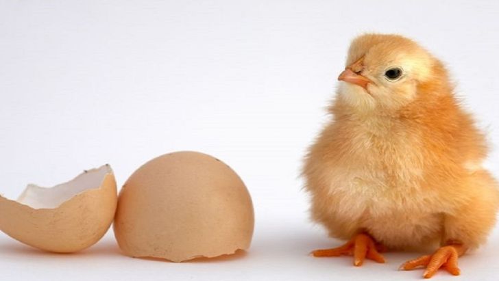  صادرات جوجه یک روزه و تخم مرغ نطفه دار آزاد شد