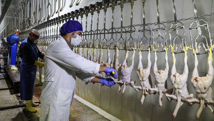 احتمال کاهش تولید مرغ در آینده نزدیک