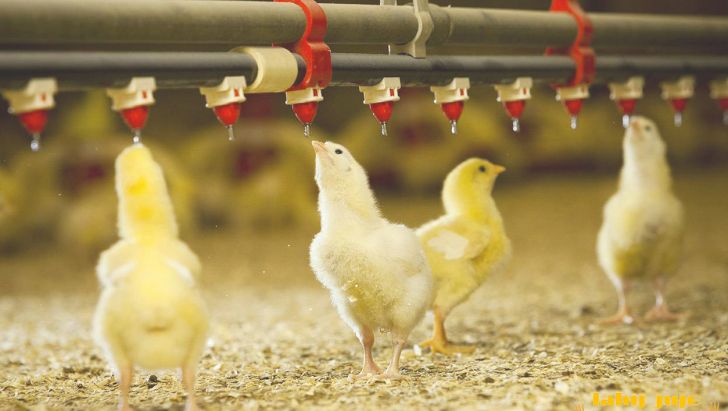 نقش حیاتی هفت روز اول جوجه ها در کیفیت مرغ گوشتی 