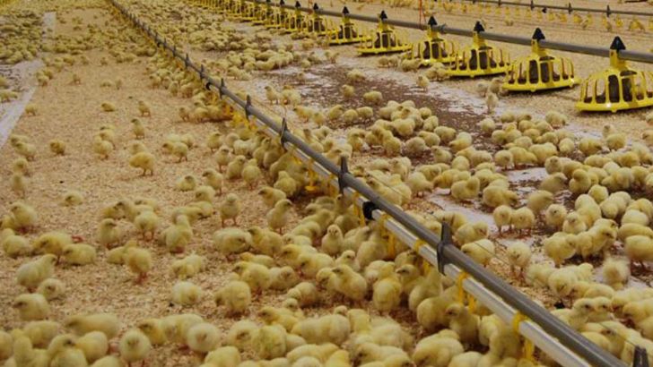 تولید مرغ اقتصادی نیست تابستانی با قیمت بالای مرغ