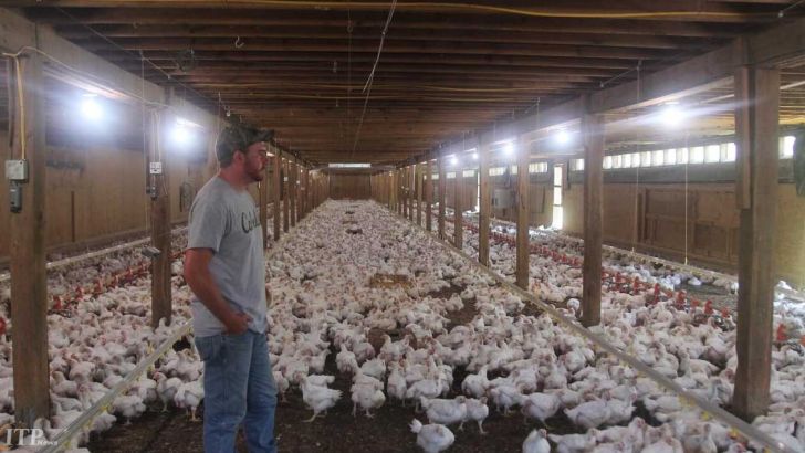 نگرانی از حذف مرغداری های خرد با اجرای طرح خرید قراردادی مرغ